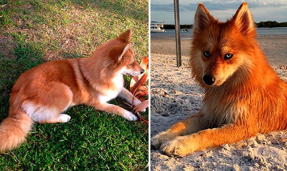 Лисья помски