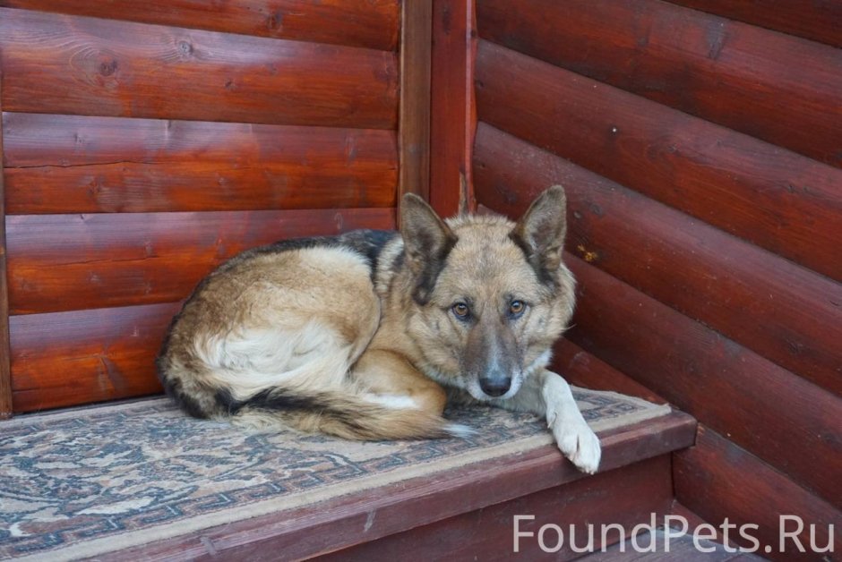 Помесь лисы м собаки