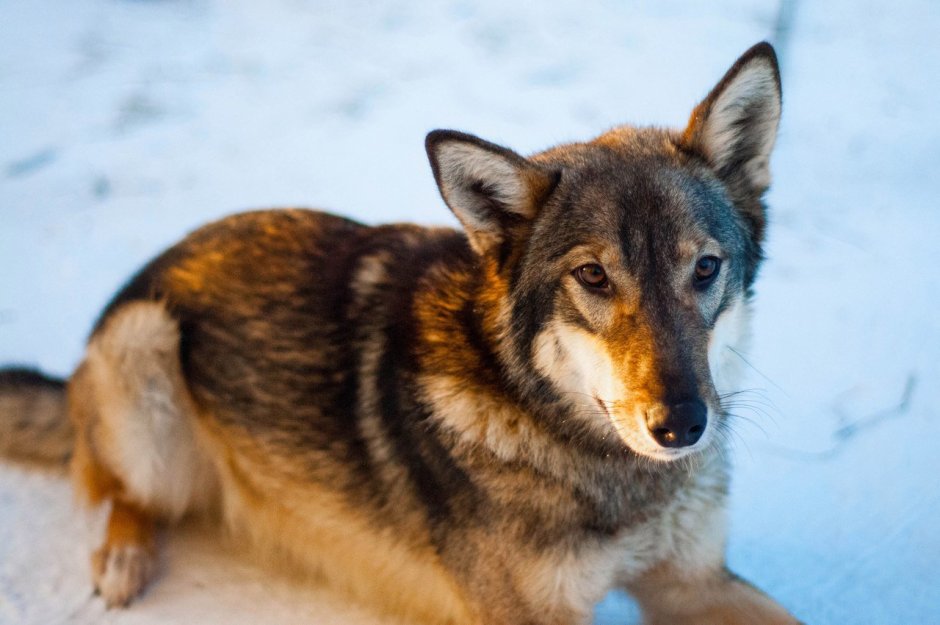 Лиса и собака гибрид