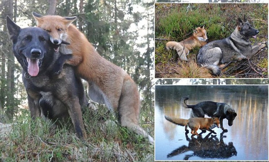 Помесь лисы и собаки