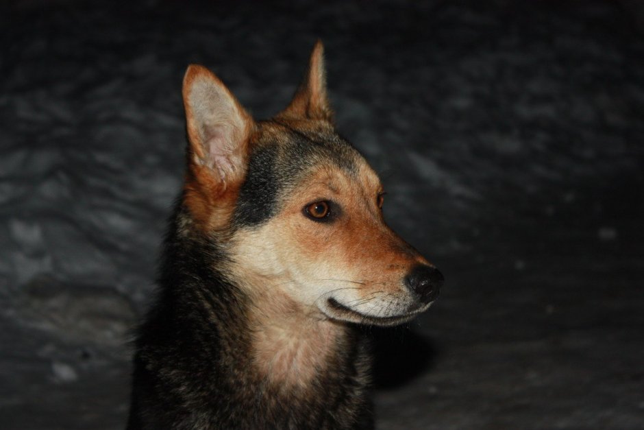 Гривистый волк