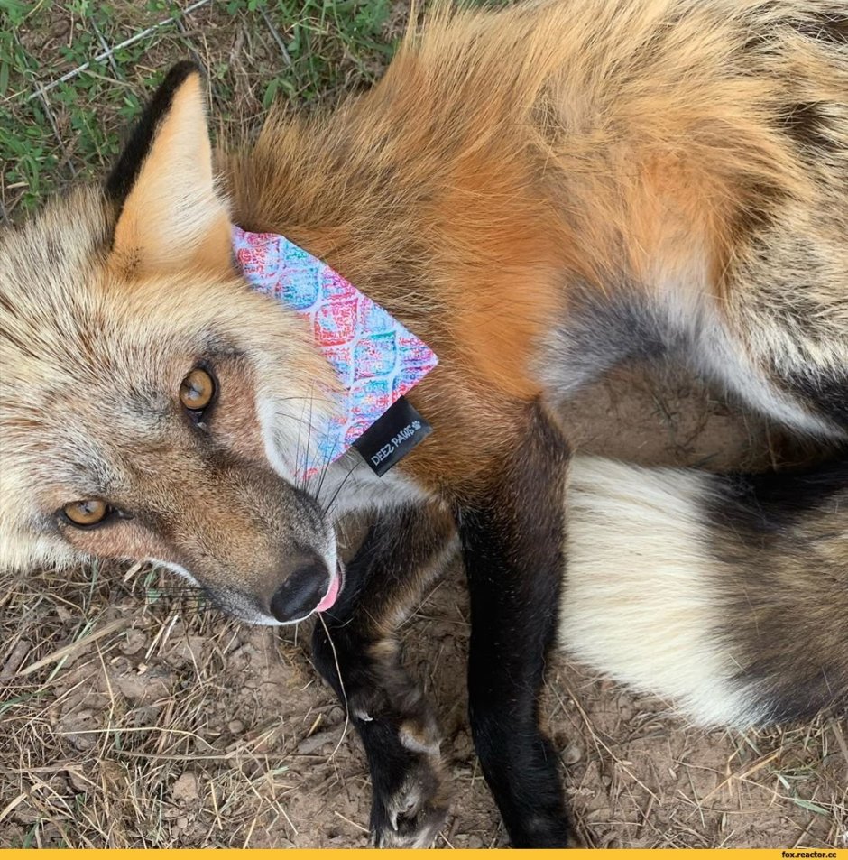 Лис и лиса отличия