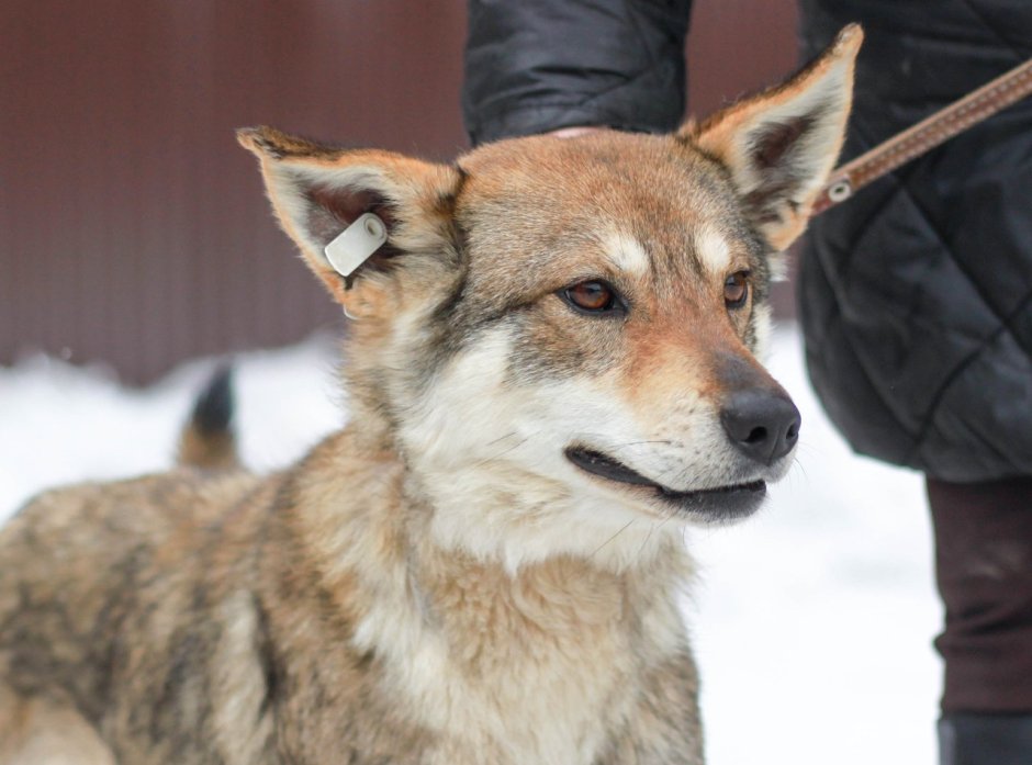 Волкособ лиса