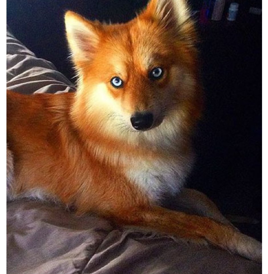 Помски рыжий