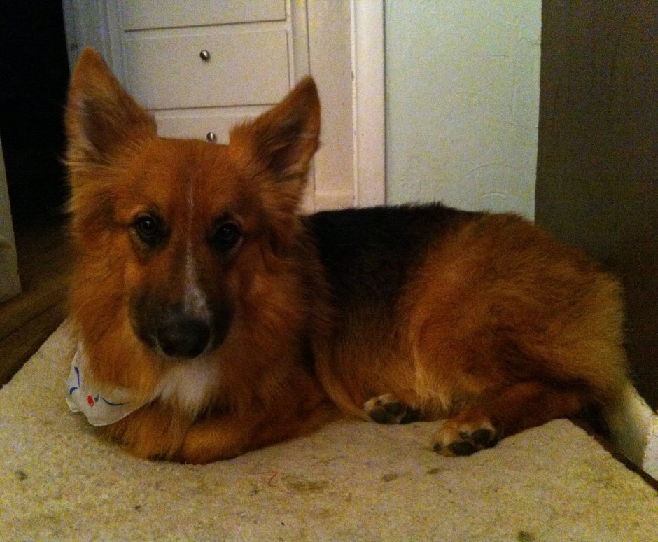 Помски собака рыжая