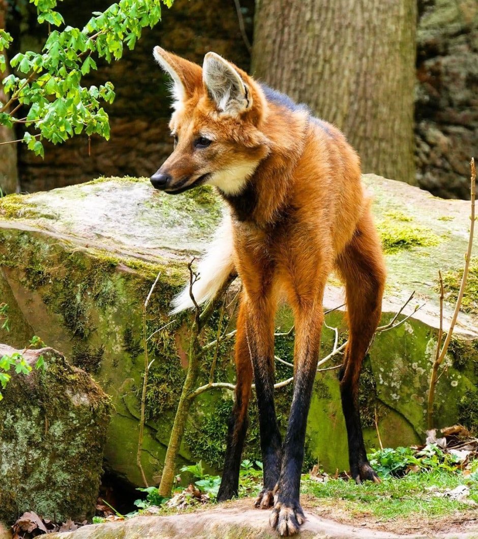 Помски рыжий