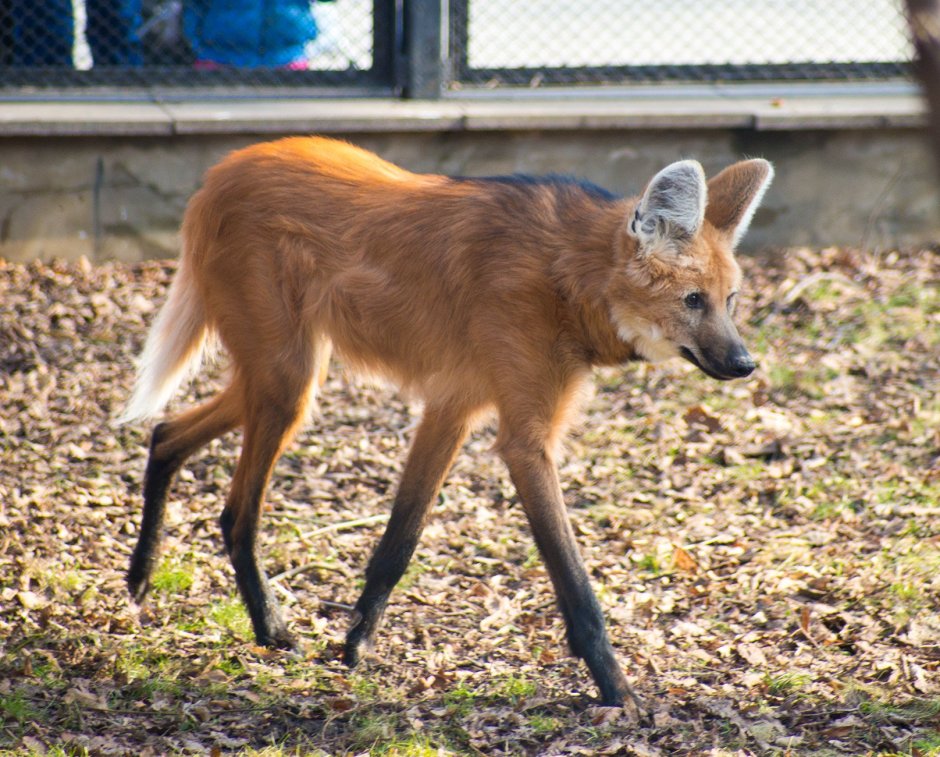Собака Лисенок