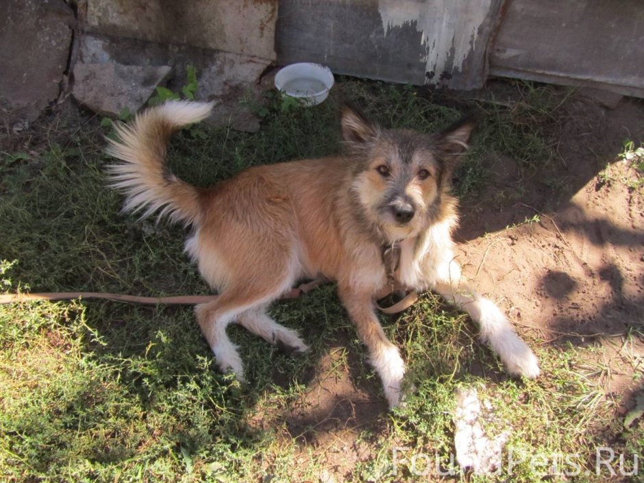 Смесь лисы и собаки