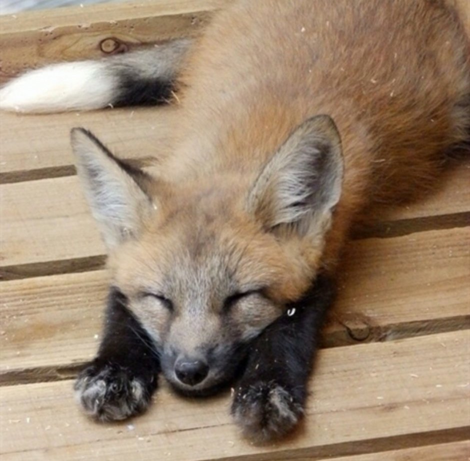 Агуарачай-Гривистый волк