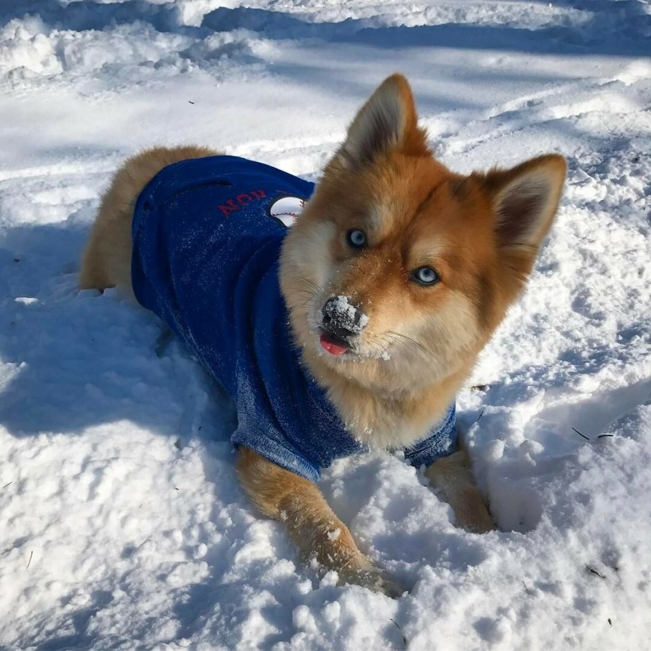 Лисы похожие на собак