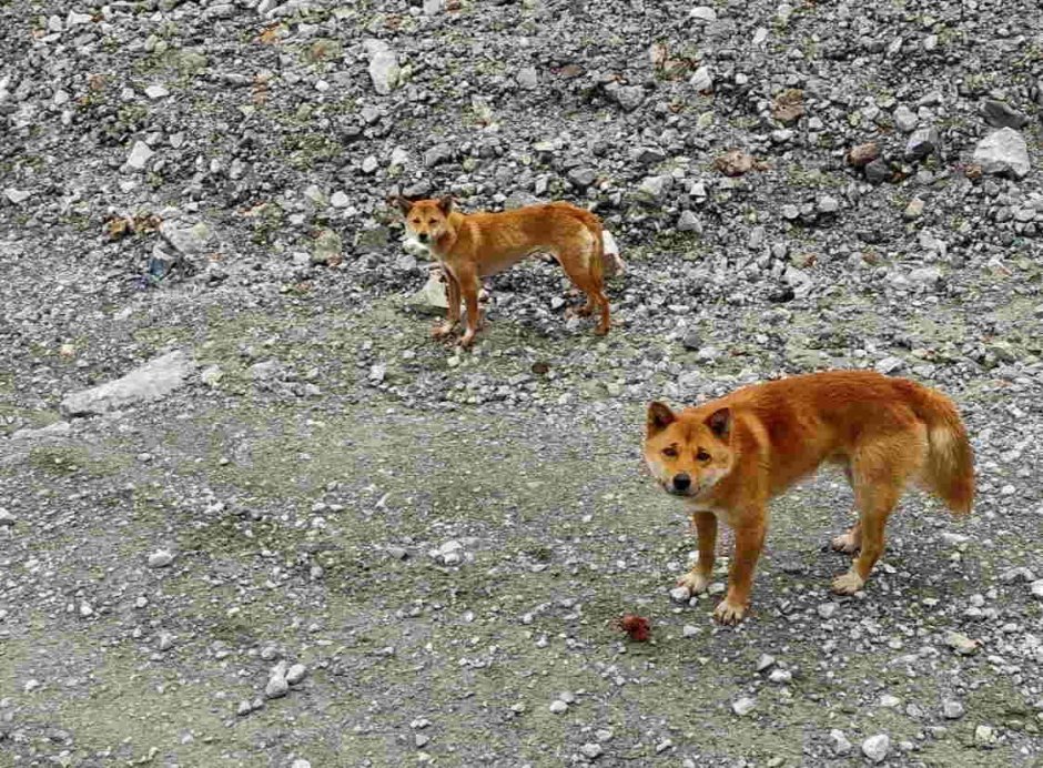 Помесь лисы и кошки