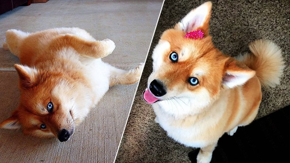 Пьяные лисы