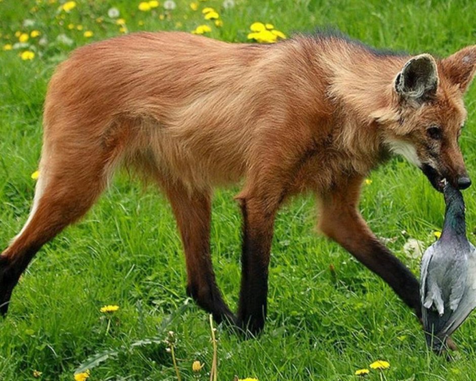 Помски собака рыжая