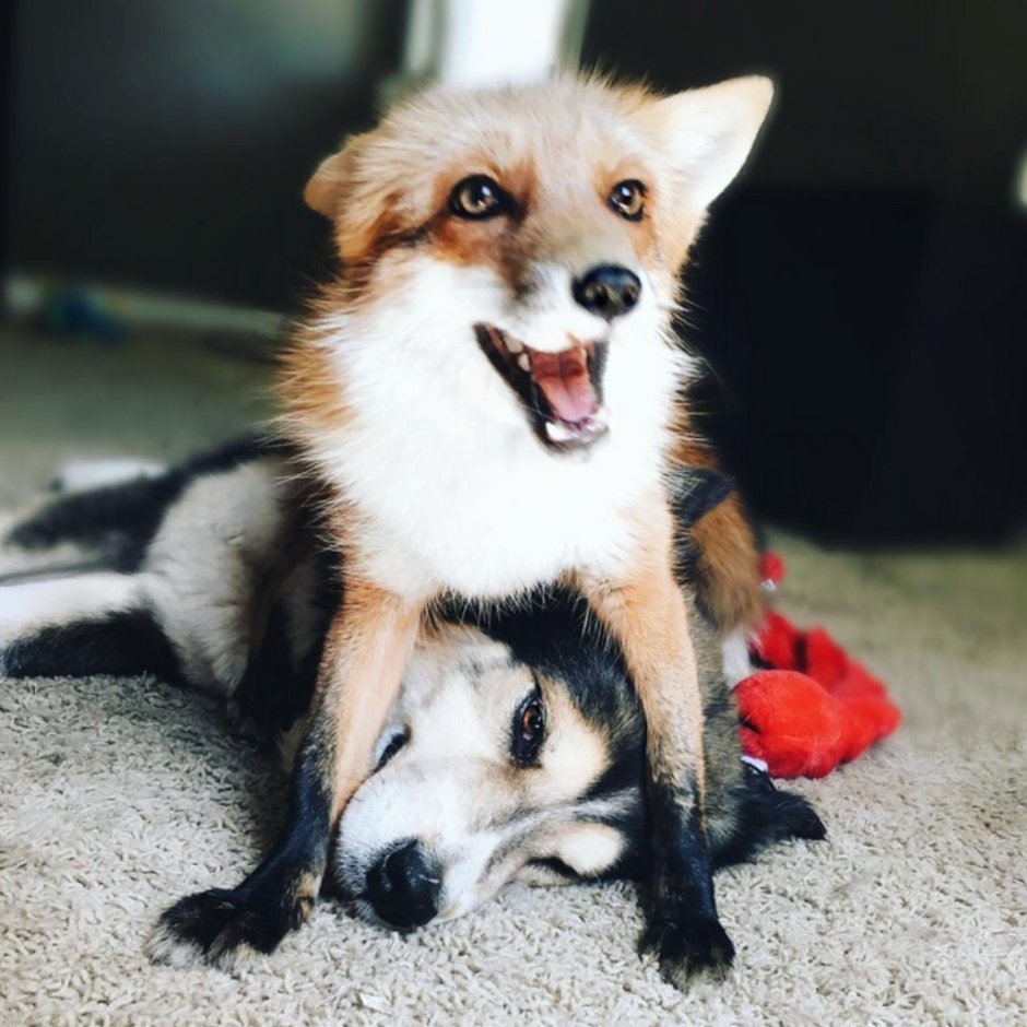 Сенбернар и корги