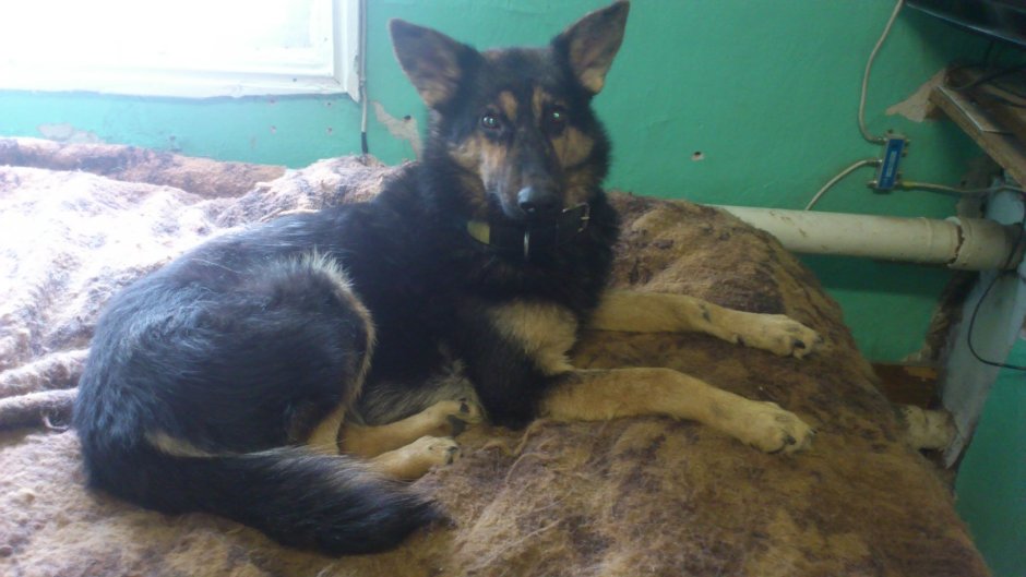 Лисья помски собака