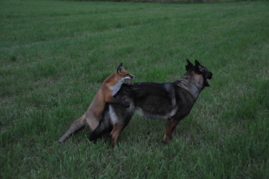 Гривистый волк щенки