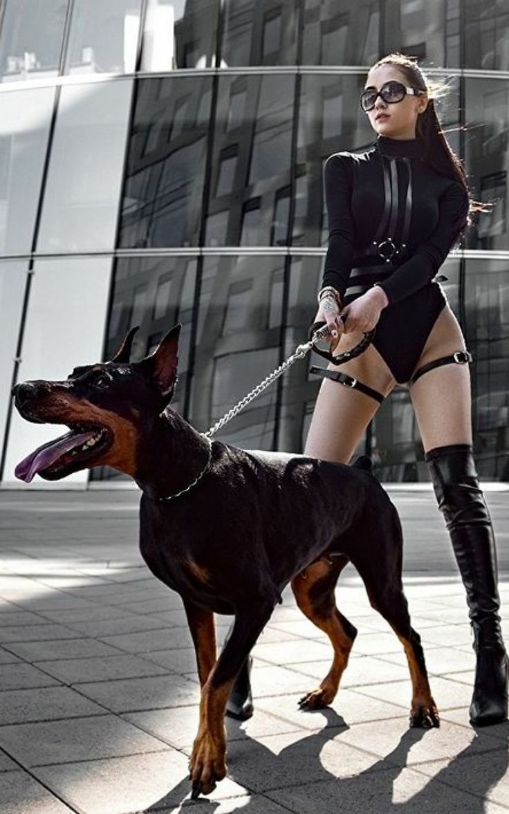 Член добермана