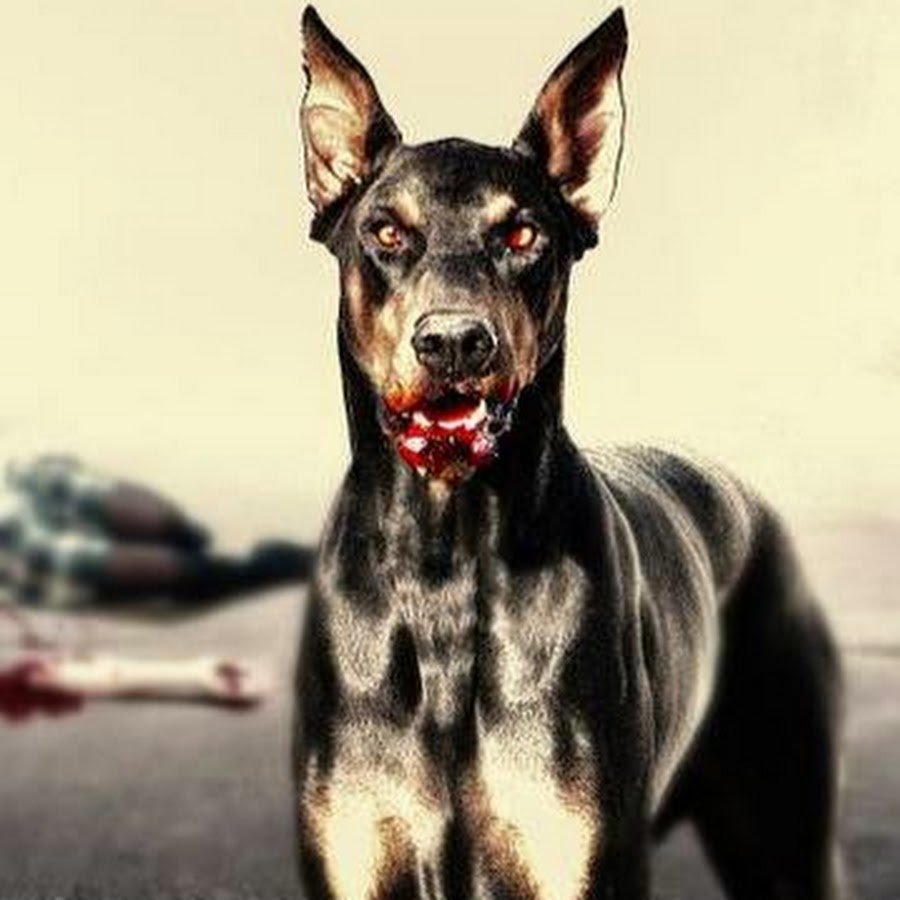 Доберман Эстетика