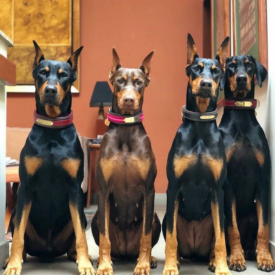 Доберман-пинчер расцветки