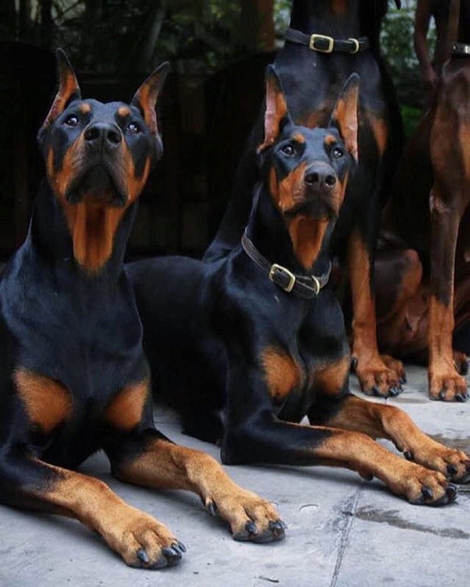 Доберман-пинчер Эстетика