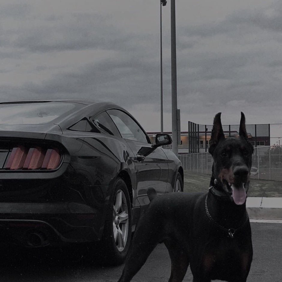 Доберман-пинчер Эстетика