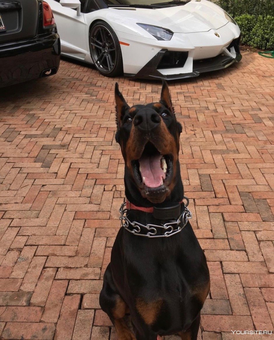 Доберман-пинчер оскал