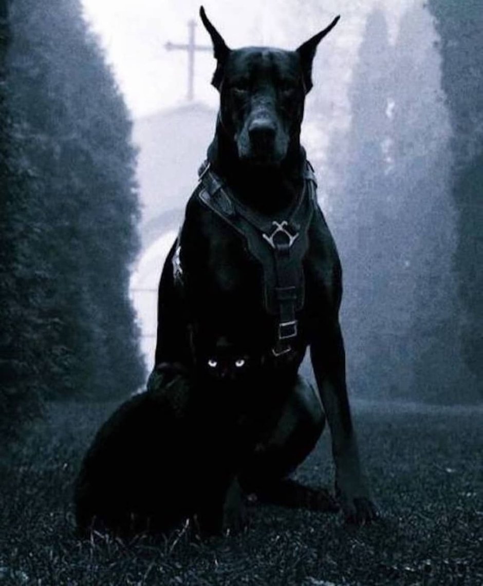 Доберман коллаж