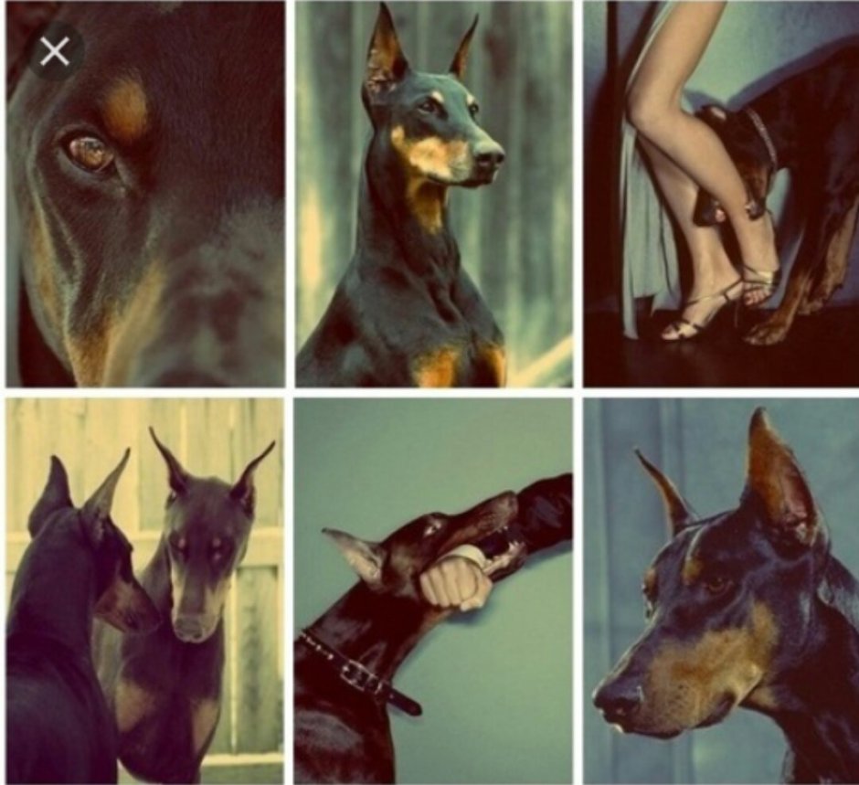 Доберман-пинчер альбинос