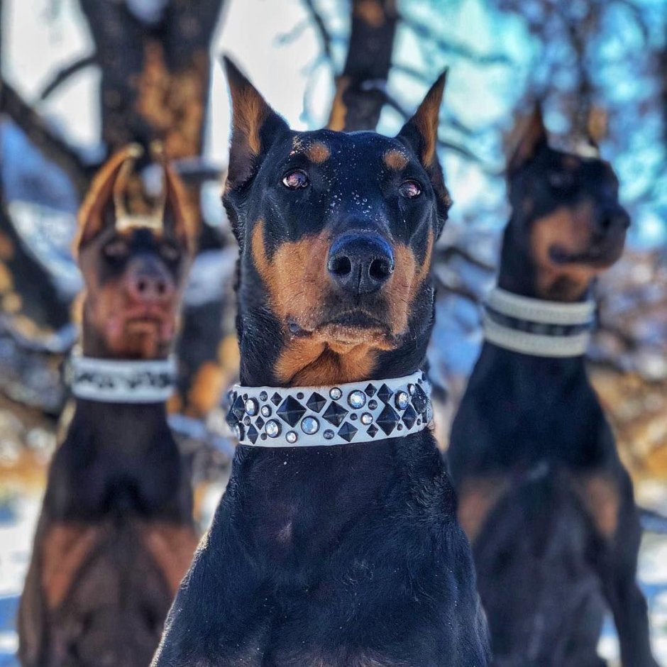 Синий Доберман