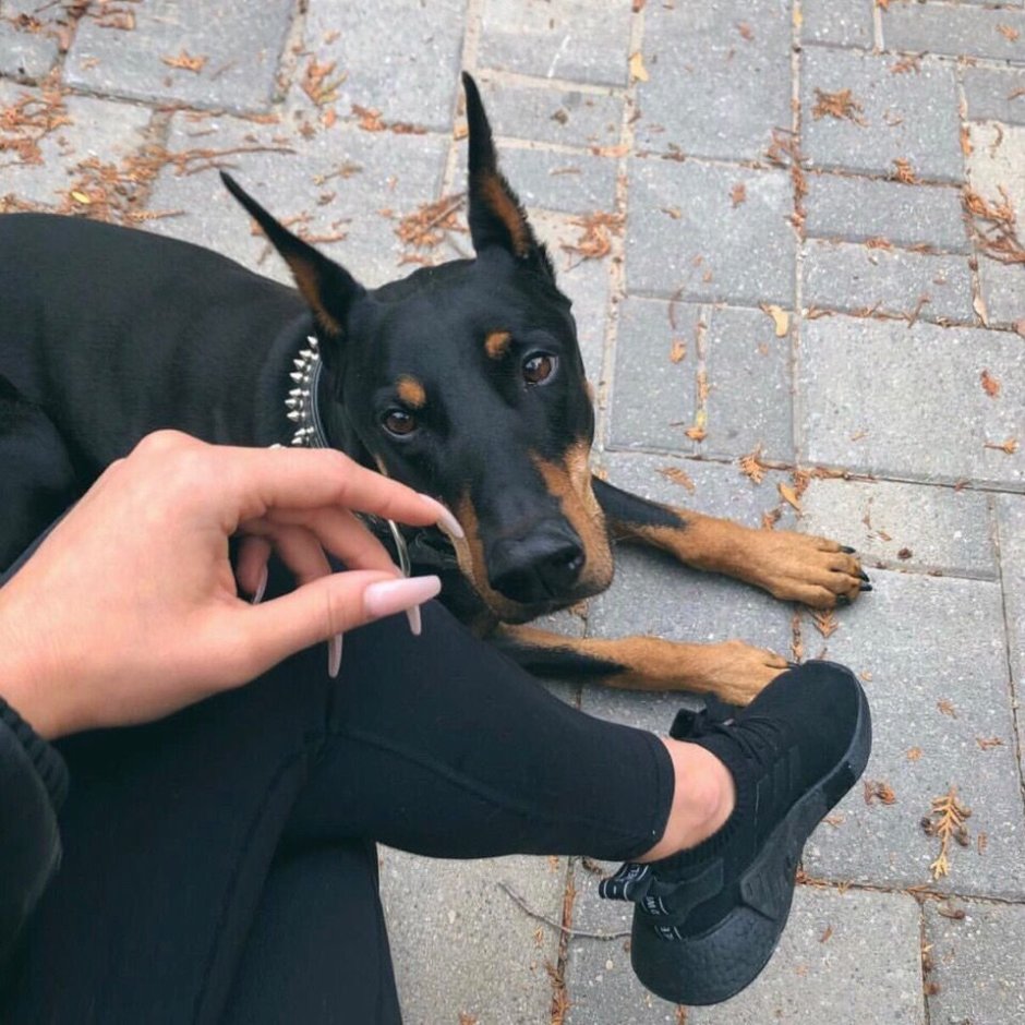 Доберман Эстетика