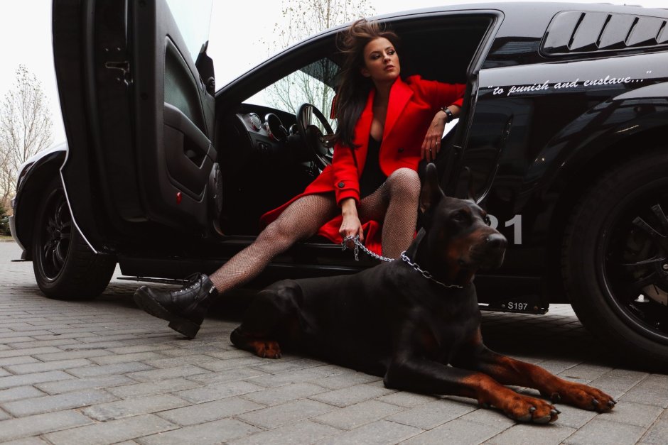 Доберман Эстетика