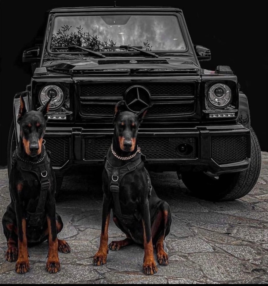 BMW x5 и Доберман