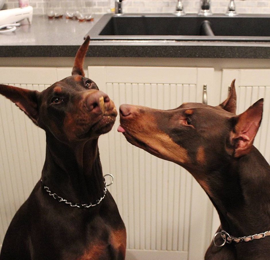 Доберман Дьявольский пес