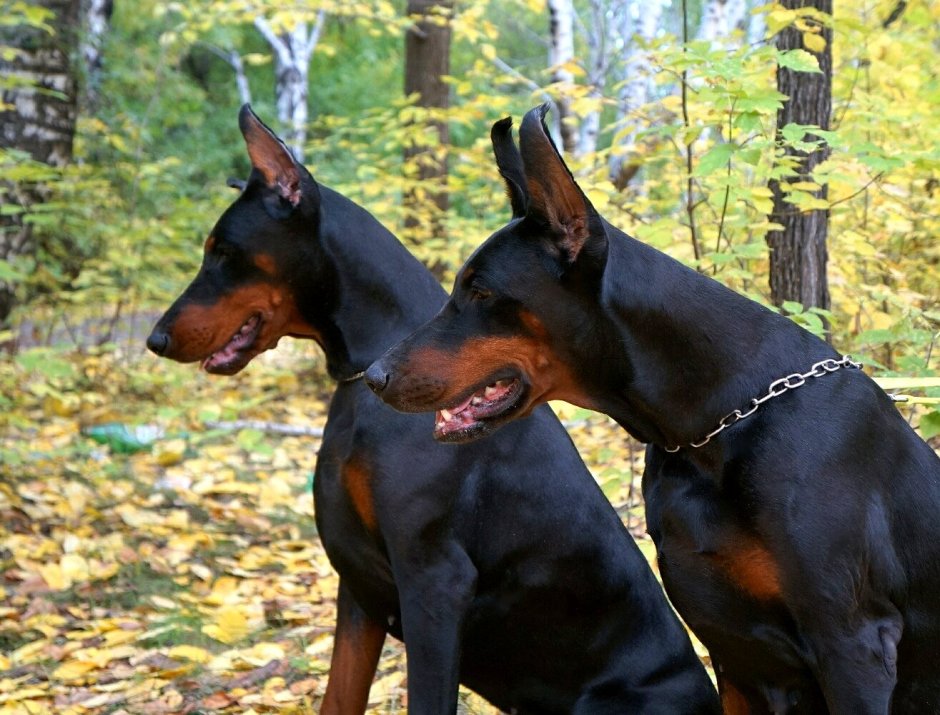 Доберман демон