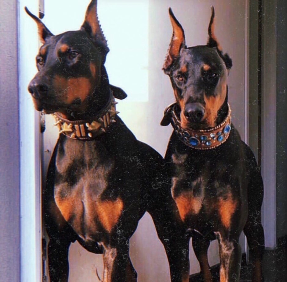 Доберман и Кардашьян