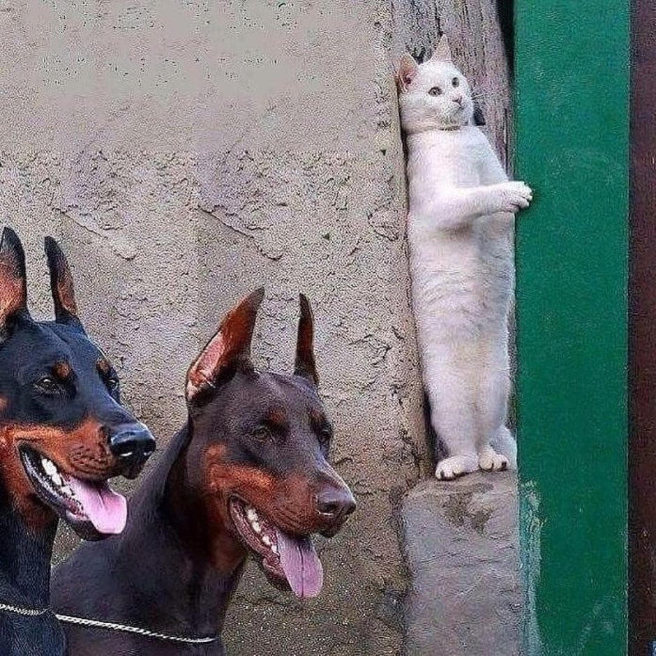 Оскаленные Доберман пинчер