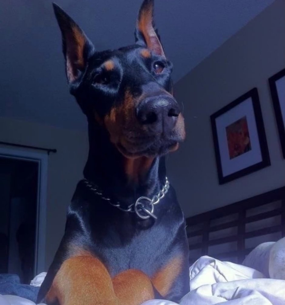 Нита с доберманом фотосессия