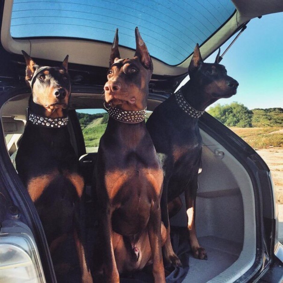 Доберман Пинтерест