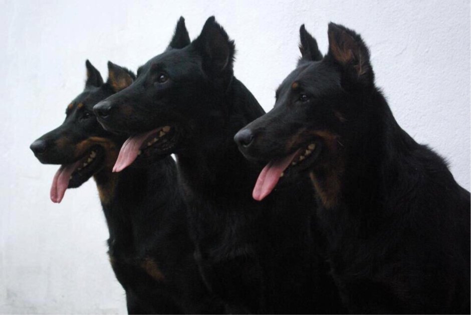 Тату собака Доберман