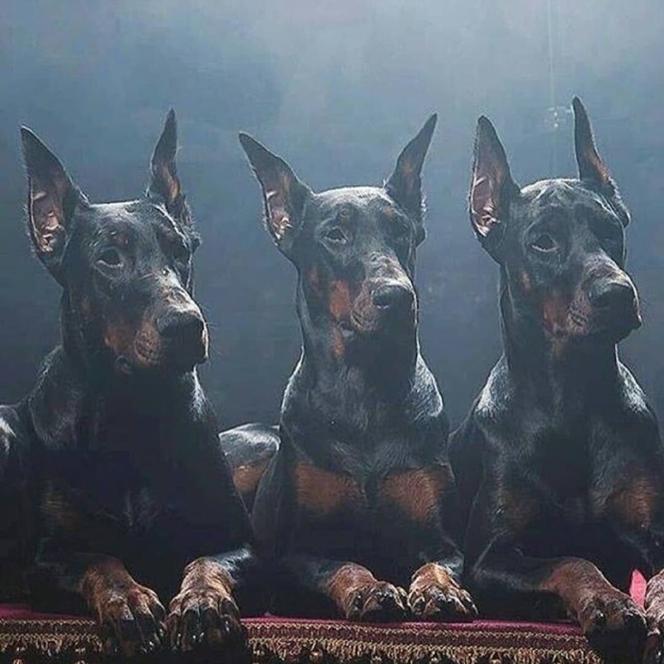 Три добермана