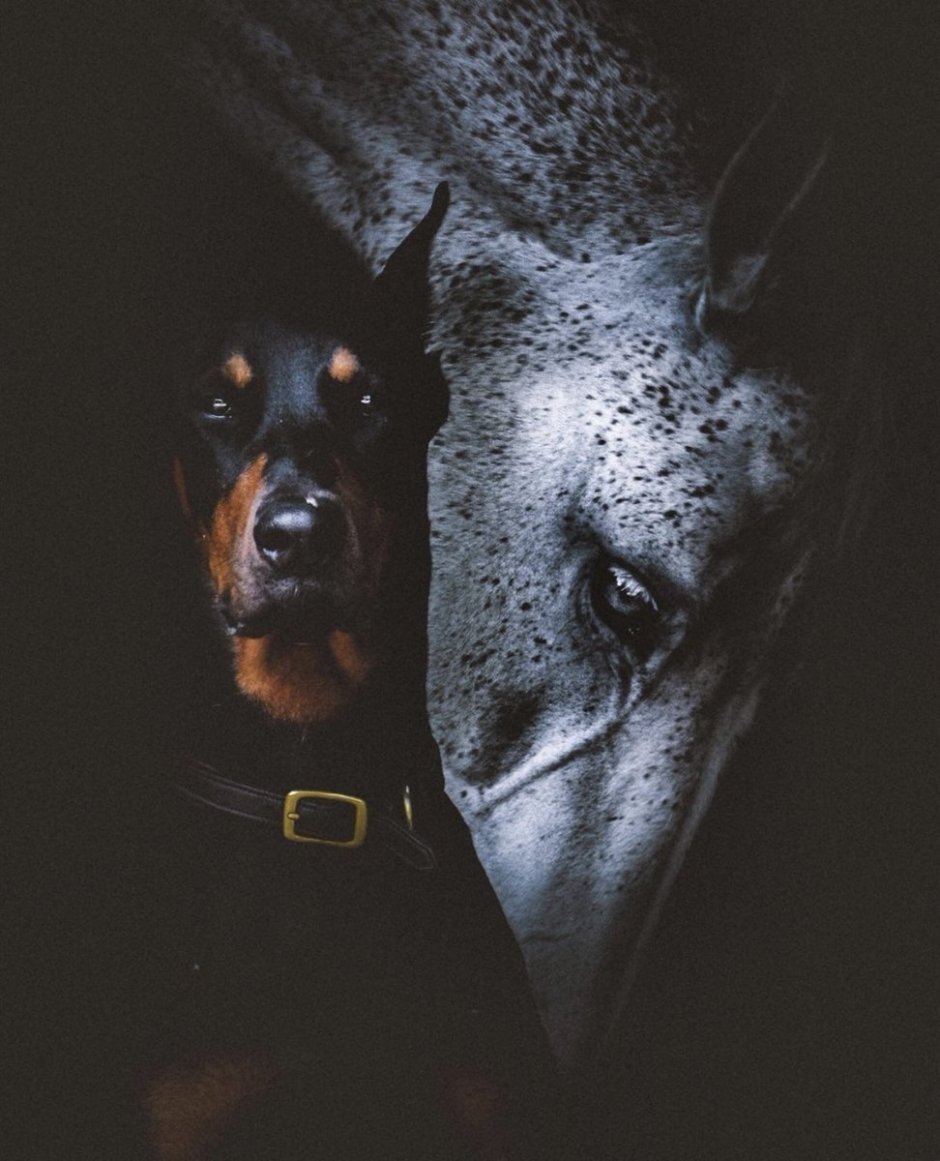 Йоркширский Доберман