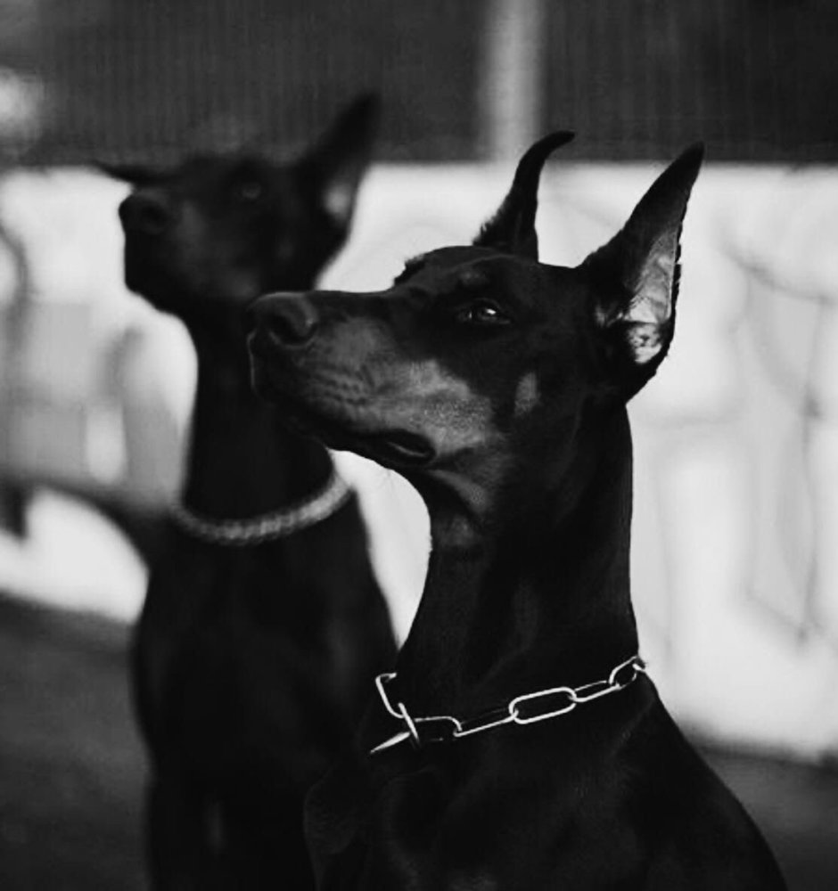 Снежный Доберман