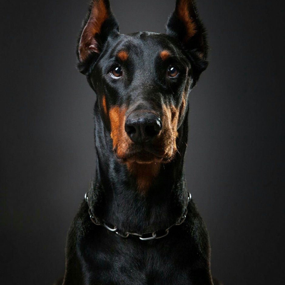 Порода собак Доберман-пинчер