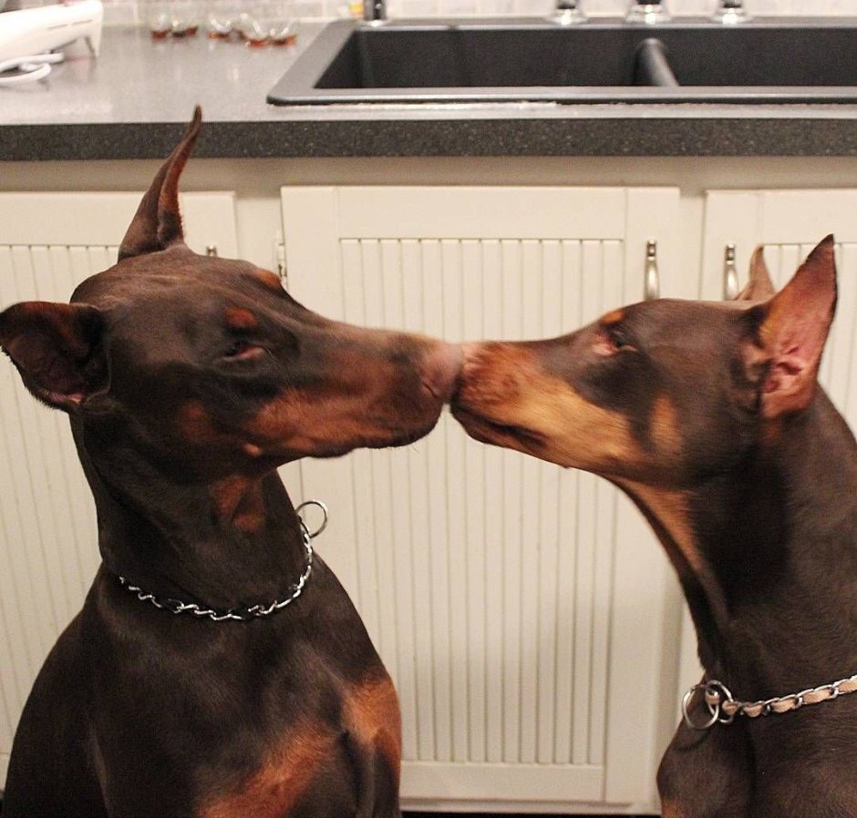 Доберман 2020