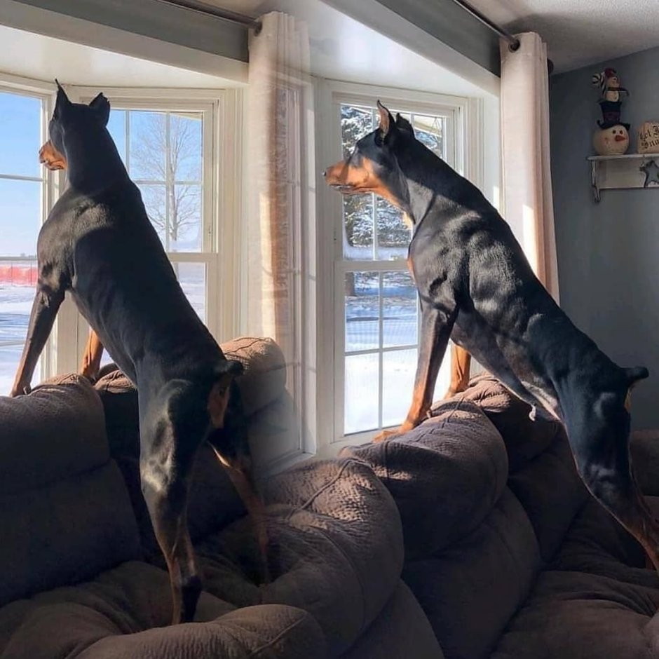 Доберман Эстетика с девушкой