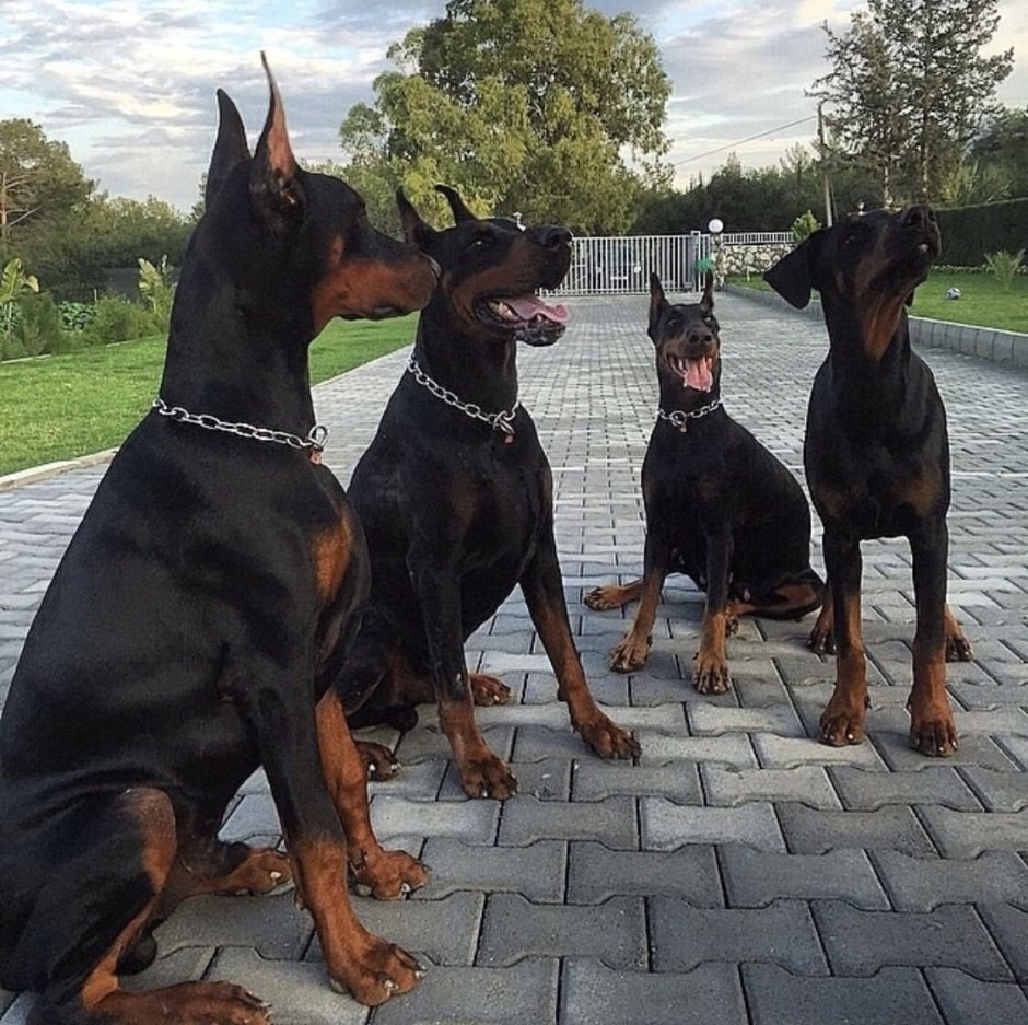 Доберман Эстетика