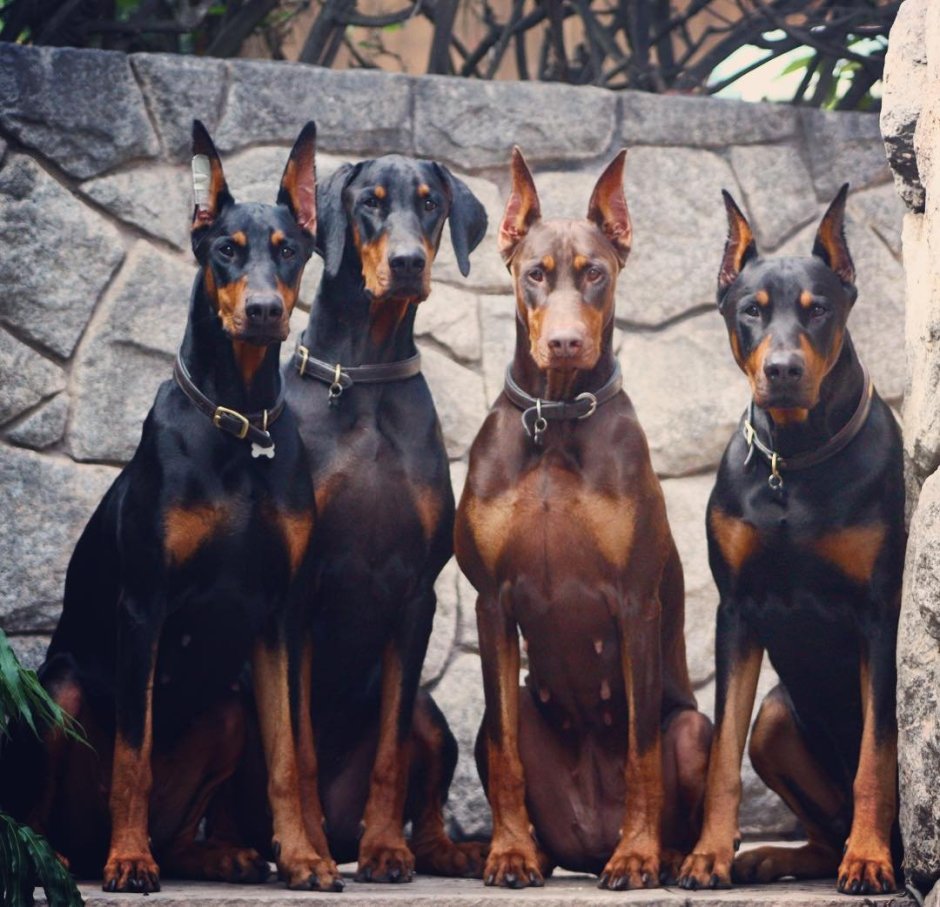 Доберман и Мерседес
