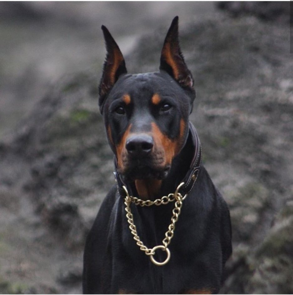 Доберман пятнистый