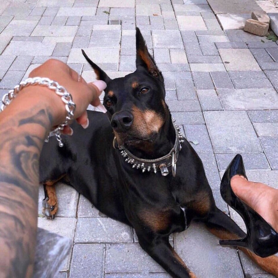 Доберман х5 BMW