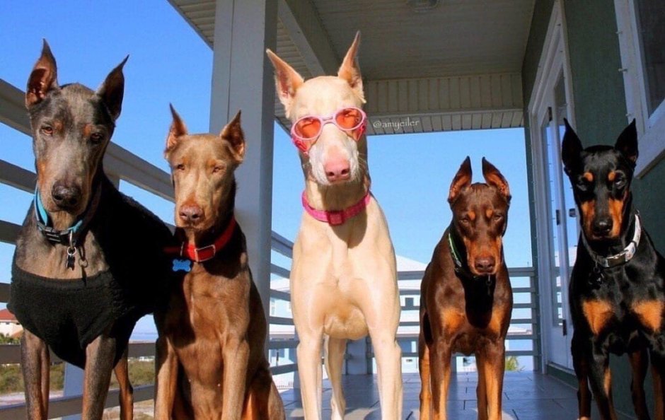 Доберман Black aesthetic